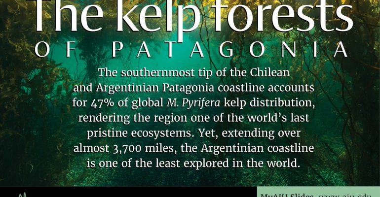 aiu-slides:-the-kelp-forest-of-patagonia