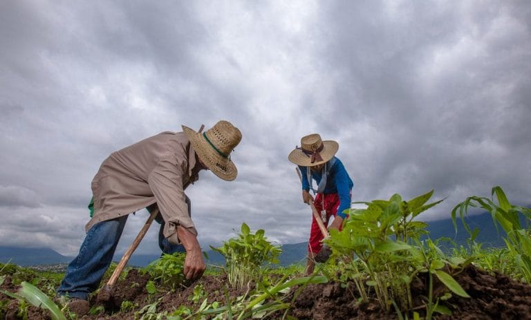 Campo-mexicano-economía-agricultura-campesinos-sembrar-siembra-paisaje-con-nuubes-lluvia-FOTO-SADER-200730-AGRICULTURA-INIFAP-FRIJOL-8-1160x700